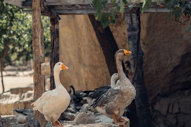 Small Group Red Tour - Explore Uchisar Castle