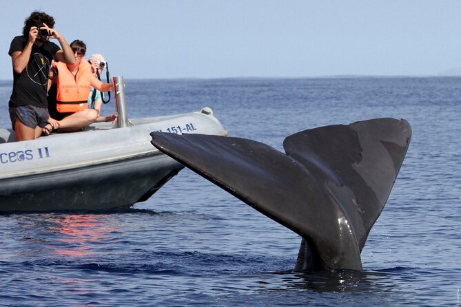 Whale and Dolphin Watching Tour From Funchal - Opportunity for Snorkeling