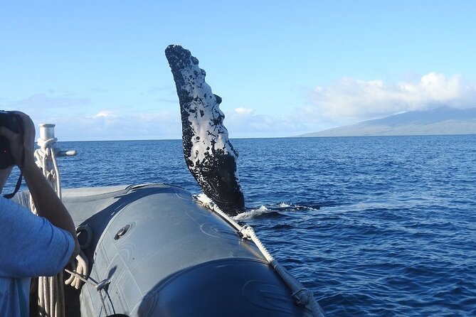 Eye-Level Whale Watching Eco-Raft Tour From Lahaina - Booking and Cancellation Information