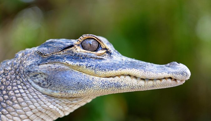 Florida Everglades Airboat Tour and Wild Florida Admission With Optional Lunch - Guest Testimonials