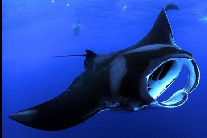 Big Island Manta Ray Night Snorkel - Key Points