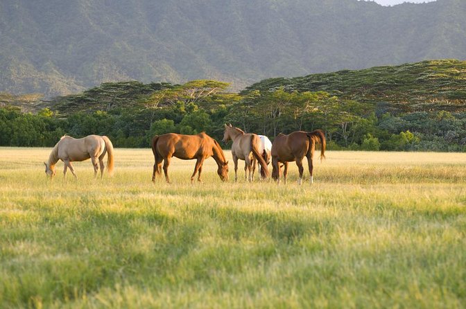 Big Island Waterfalls Tour With Swimming and Botanical Garden - Key Points