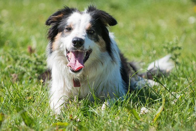 Caherconnell Fort & Sheepdog Demonstrations - Key Points