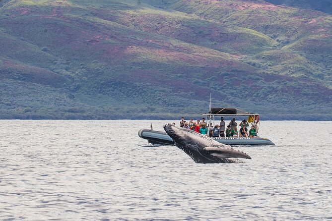 Eye-Level Whale Watching Eco-Raft Tour From Lahaina - Key Points