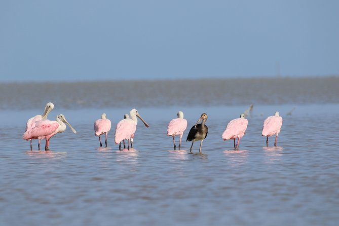 Full-Day Kayak Adventure in the Everglades - Key Points